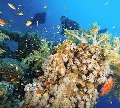 Diving in Aqaba: Exploring the Vibrant Coral Reefs of the Red Sea 7