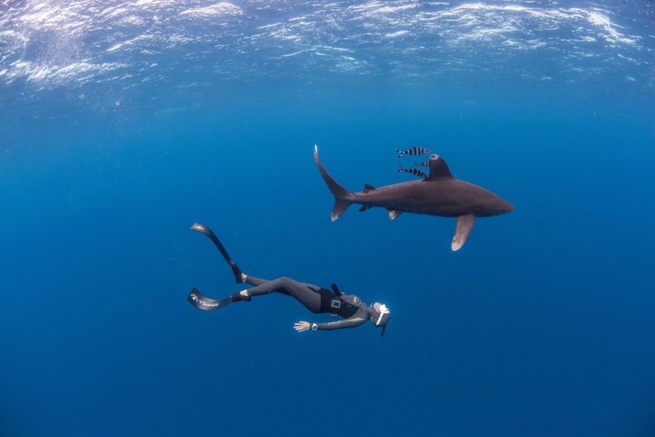 Sharks as Ocean Depth Guardians: Defenders of the Marine Environment 8