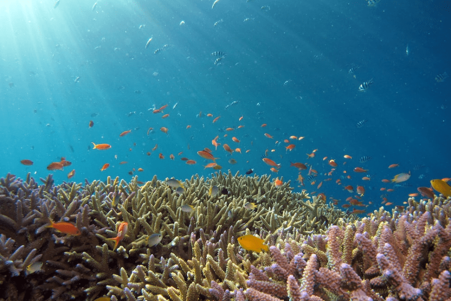 beautiful coral reef and fish