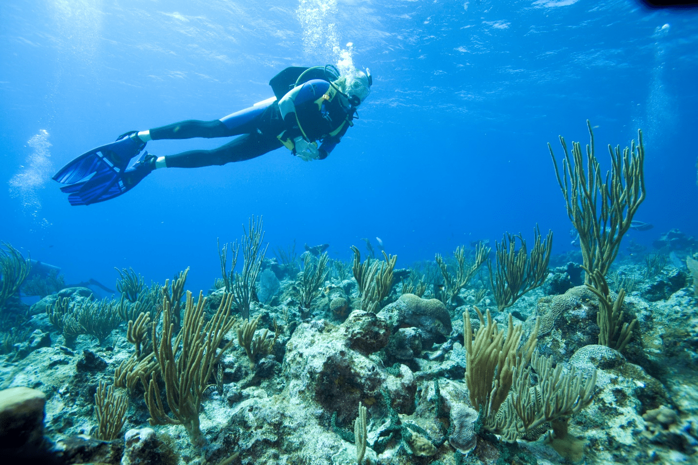 a diver looking at reefs