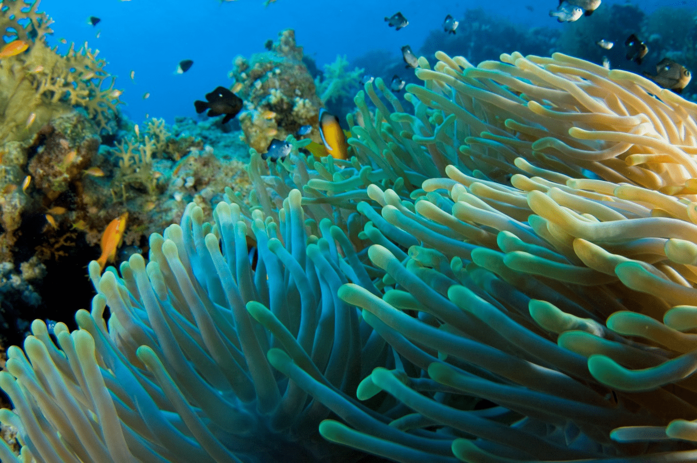 coral reef at a dive site in Aqaba