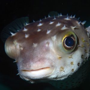 puffer fish at night