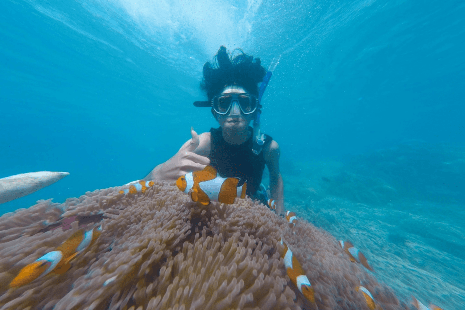 A person is swimming near various clownfish
