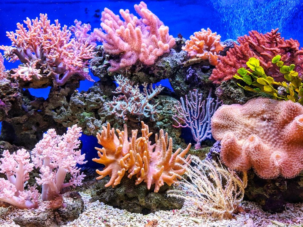 Vibrant colored coral reefs in the ocean