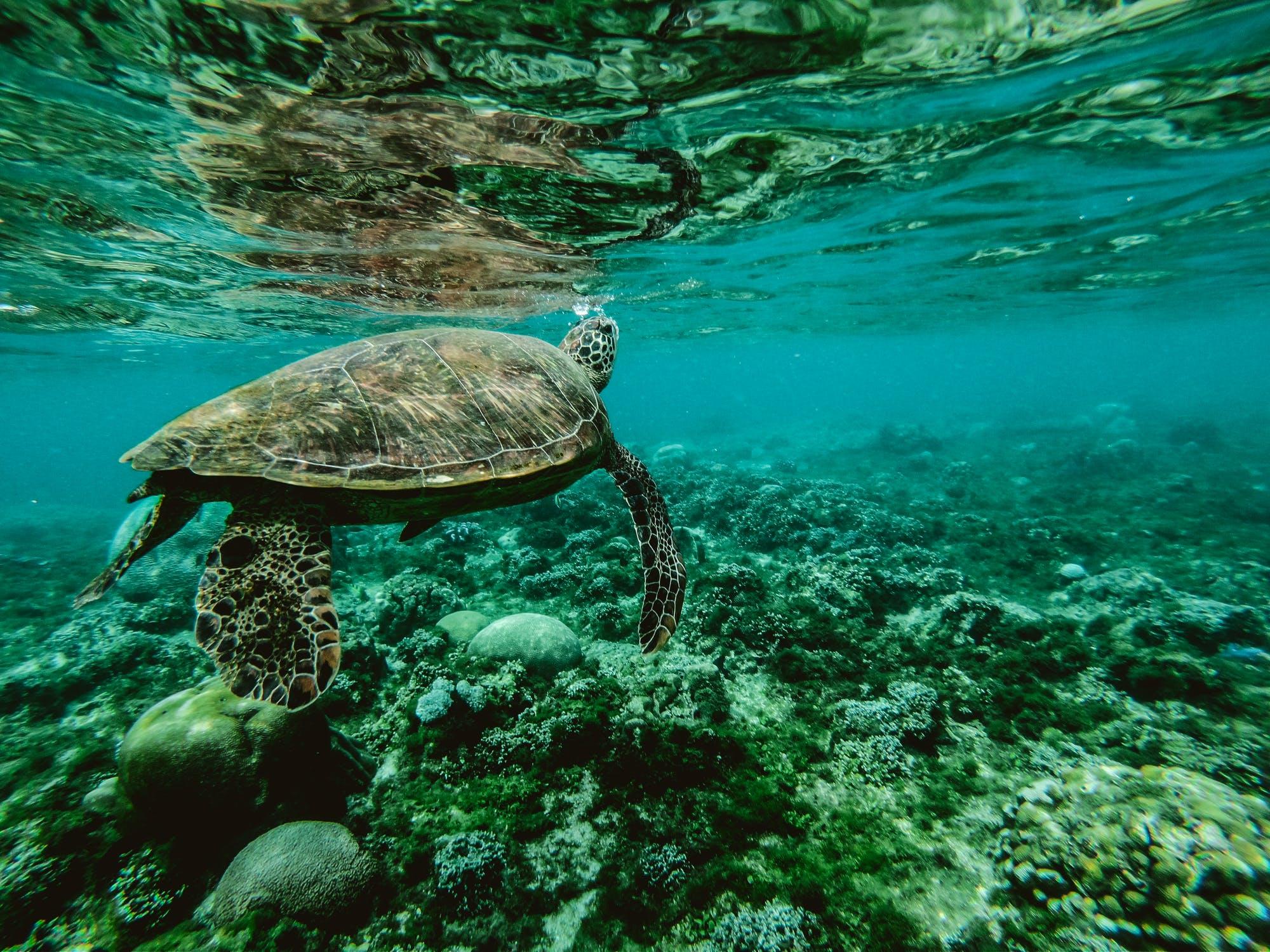 turtle in sea