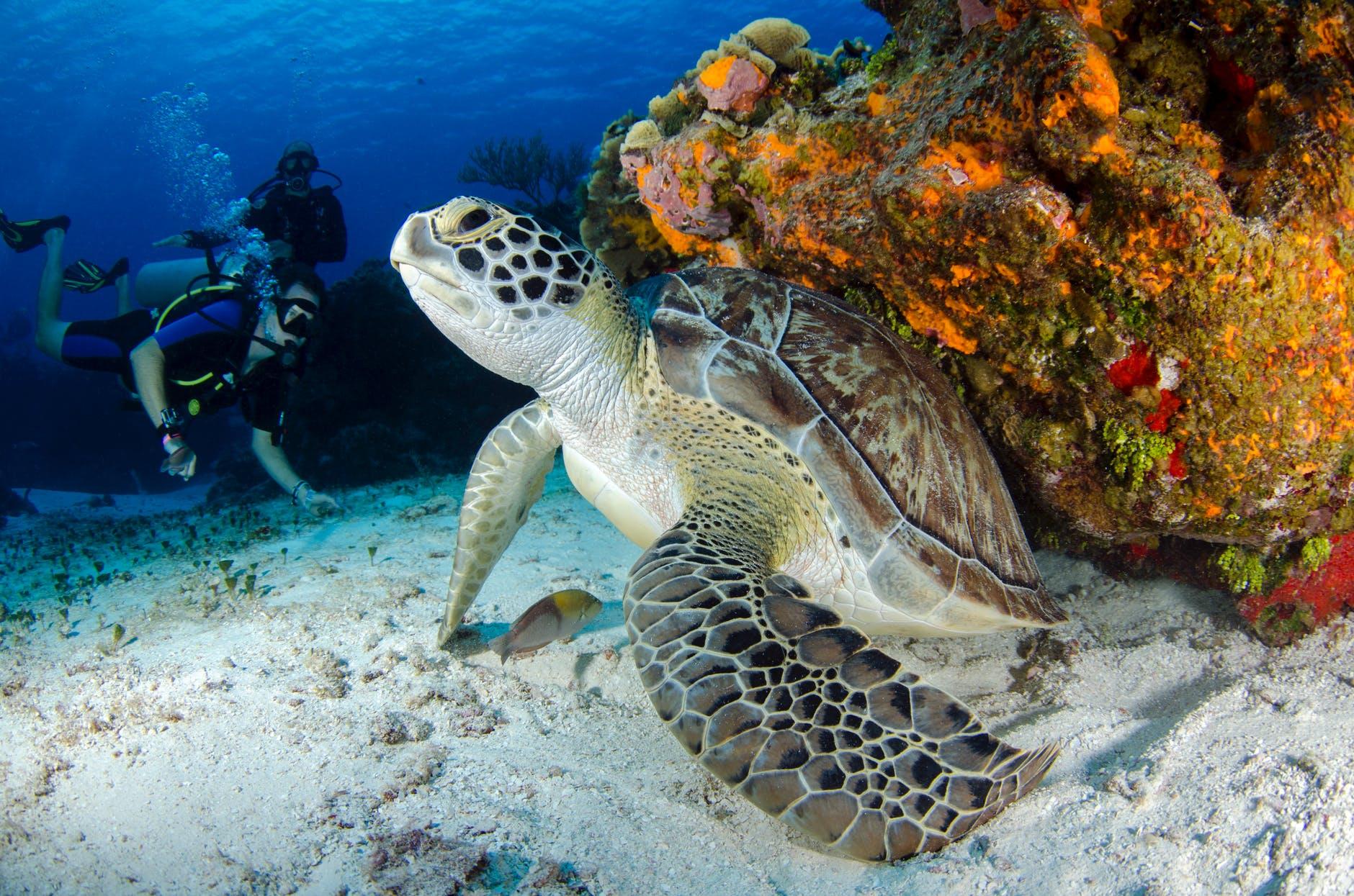 scuba diver looking at a turtle