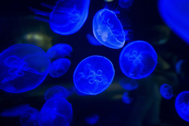 jellyfishes 