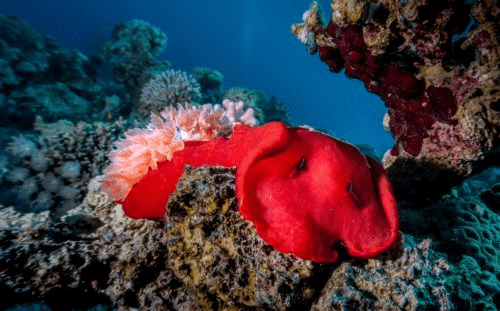 a popular dive site in Aqaba, Kiwi Reef