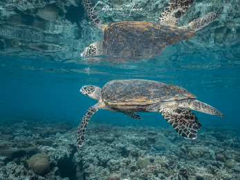 marine life turtle