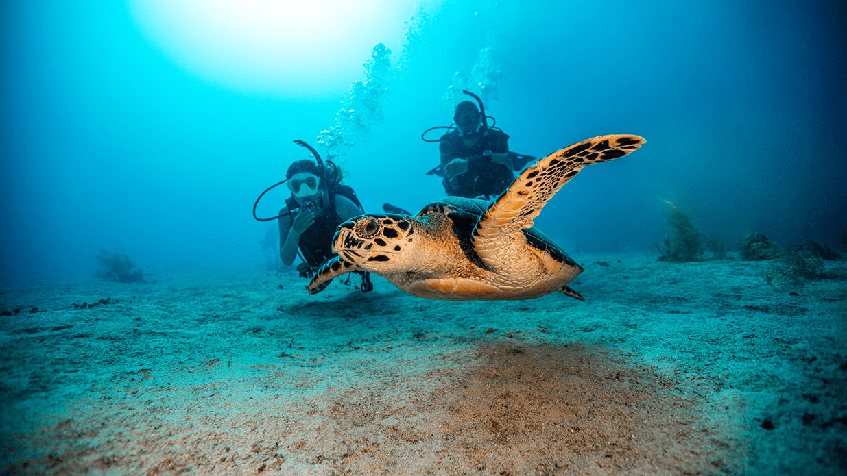 a turtle and divers