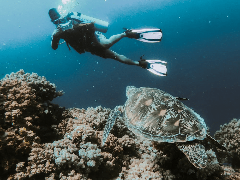 A person swimming underwater, capturing a photo of a sea turtle.