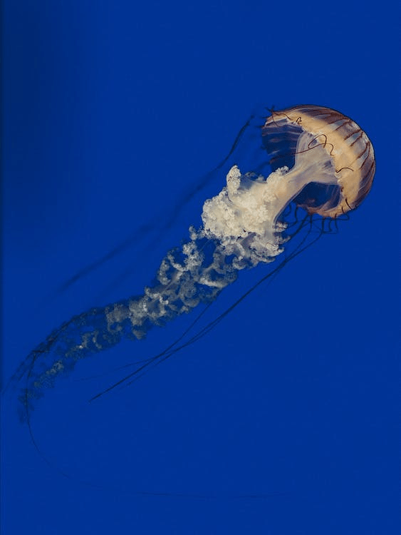 A mesmerizing image of a jellyfish floating in the deep sea.