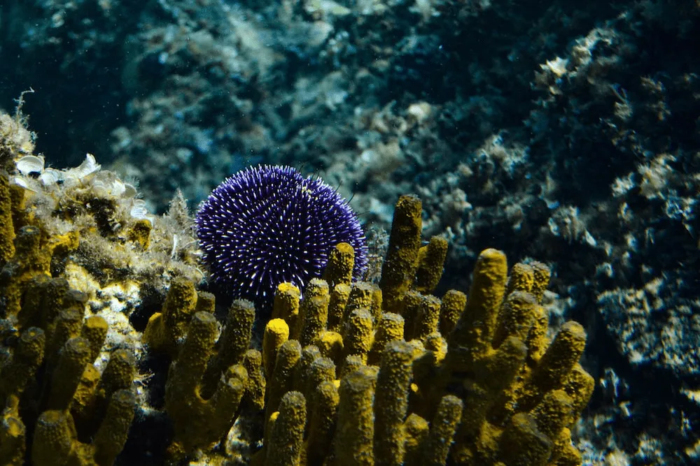 An image of a violet sea urchin. 
