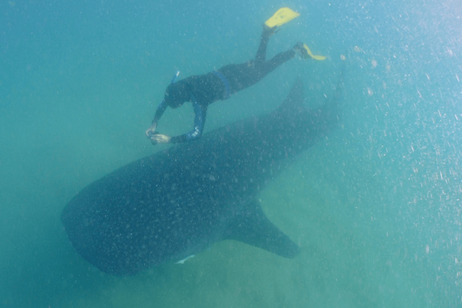 a man snorkeling near a whale
